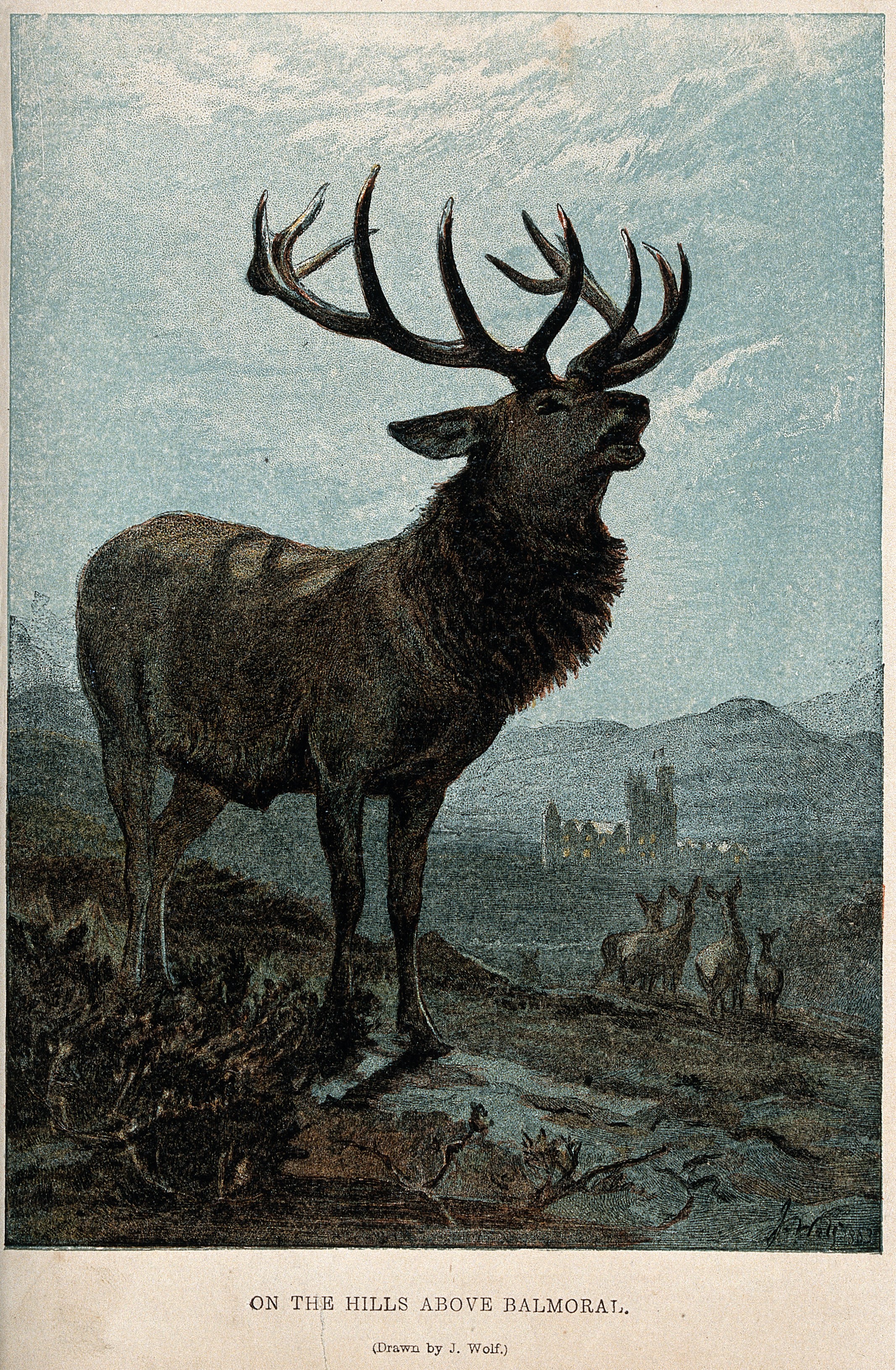 Cerf au brame · gravure ancienne (Balmoral)
