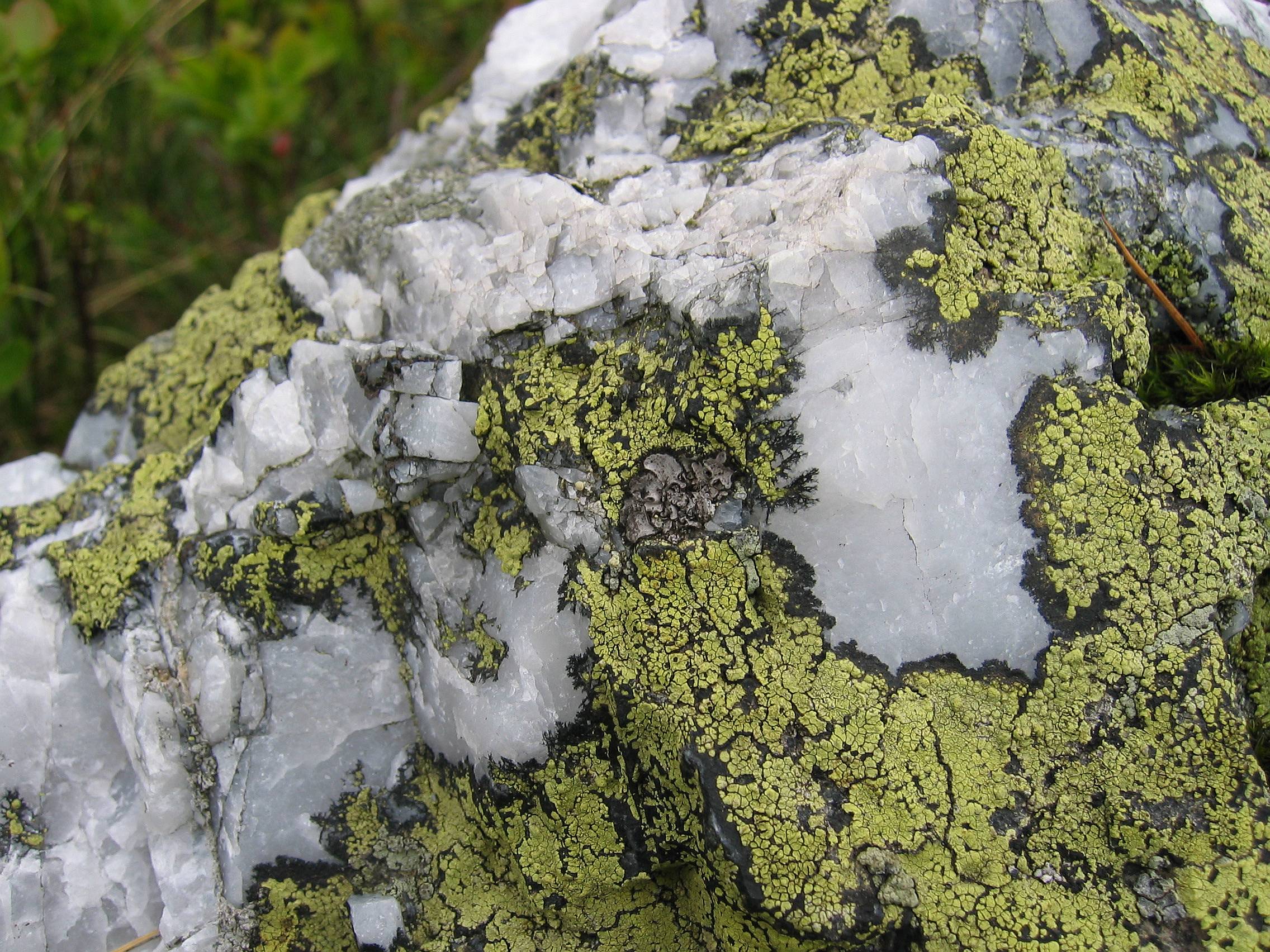Lichen Rhizocarpon sur quartz · matière de la Cie Lichen et Calcaire