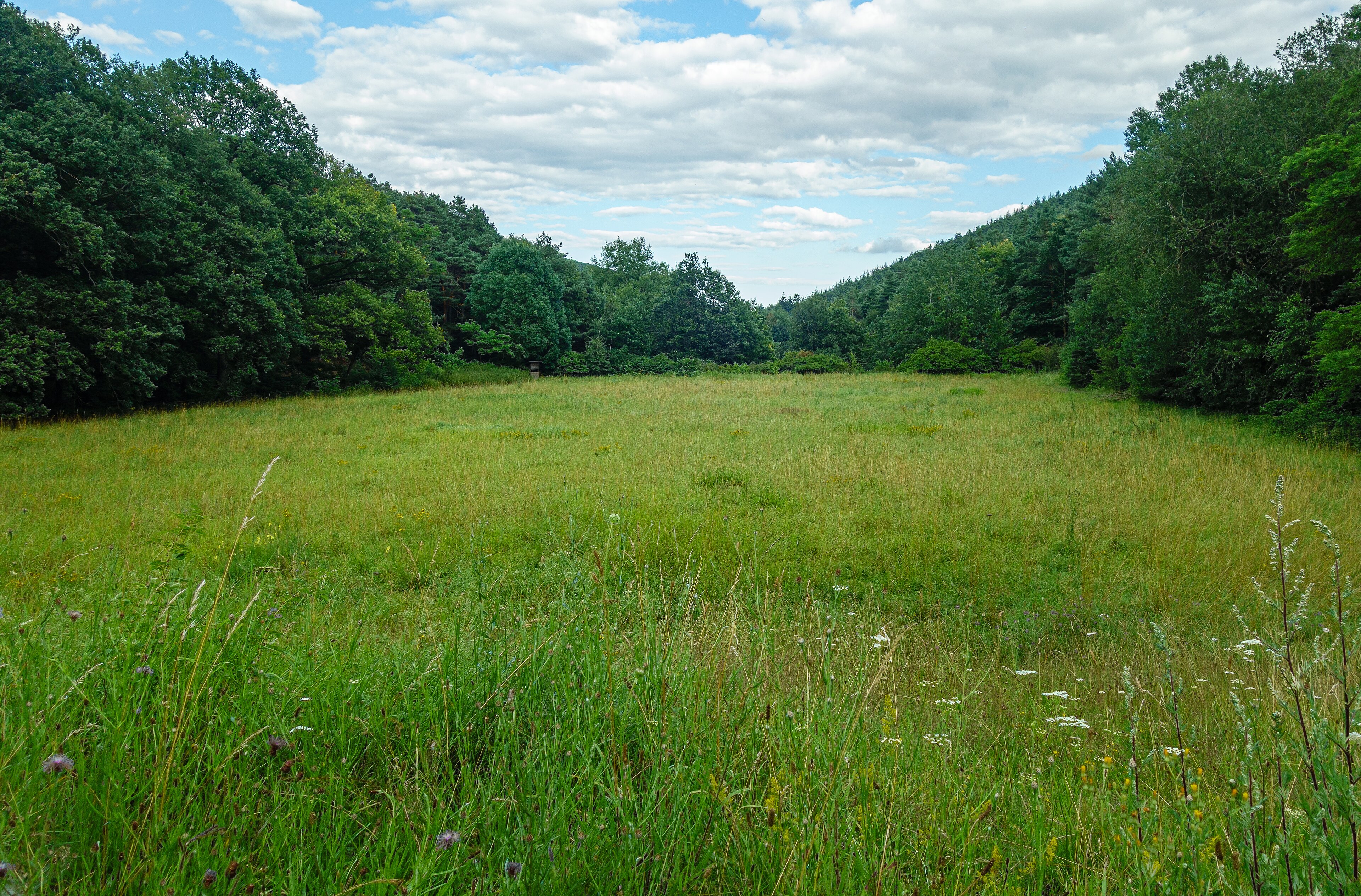 Clairière en lisière de forêt, été
