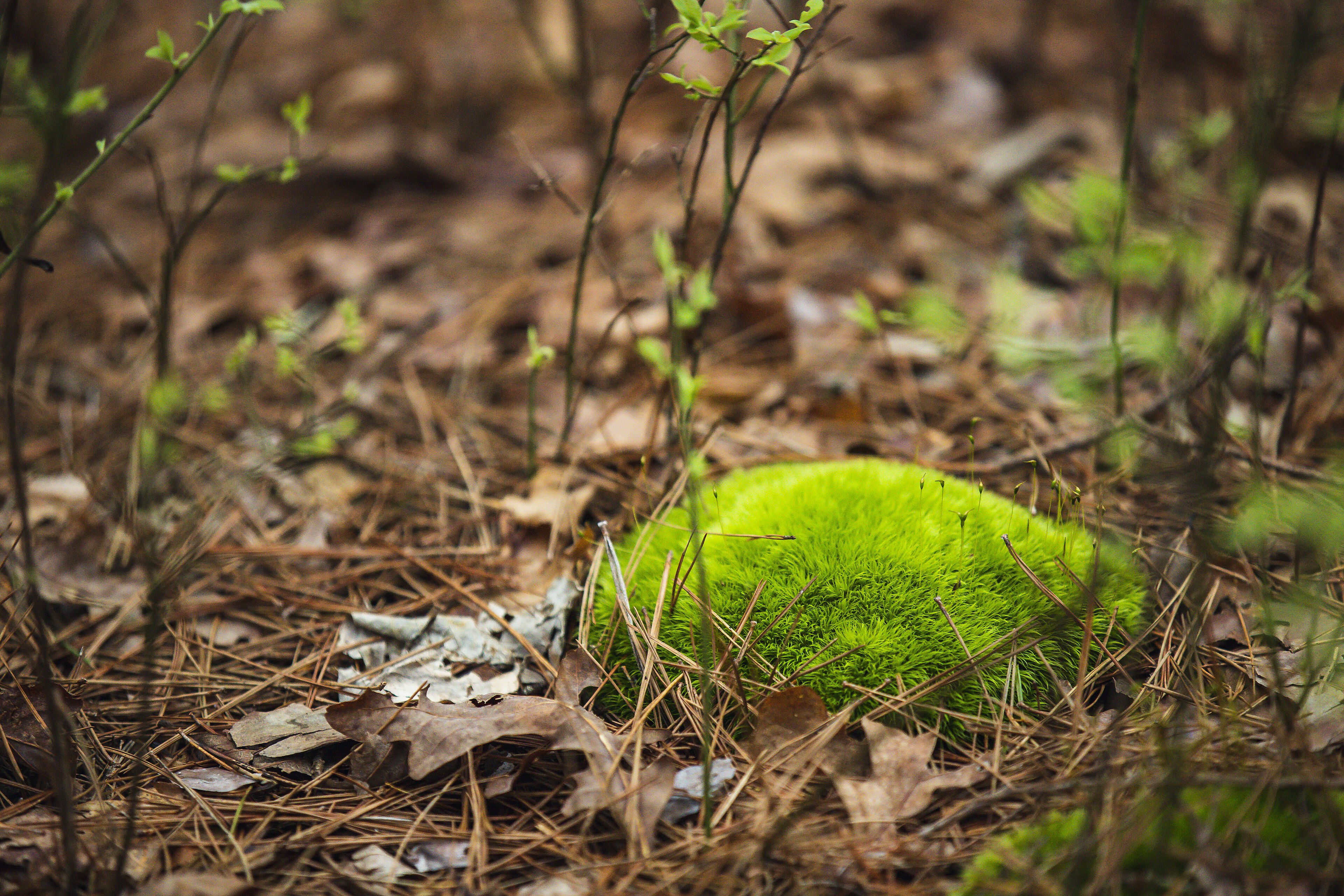 Coussinet de mousse en sous-bois