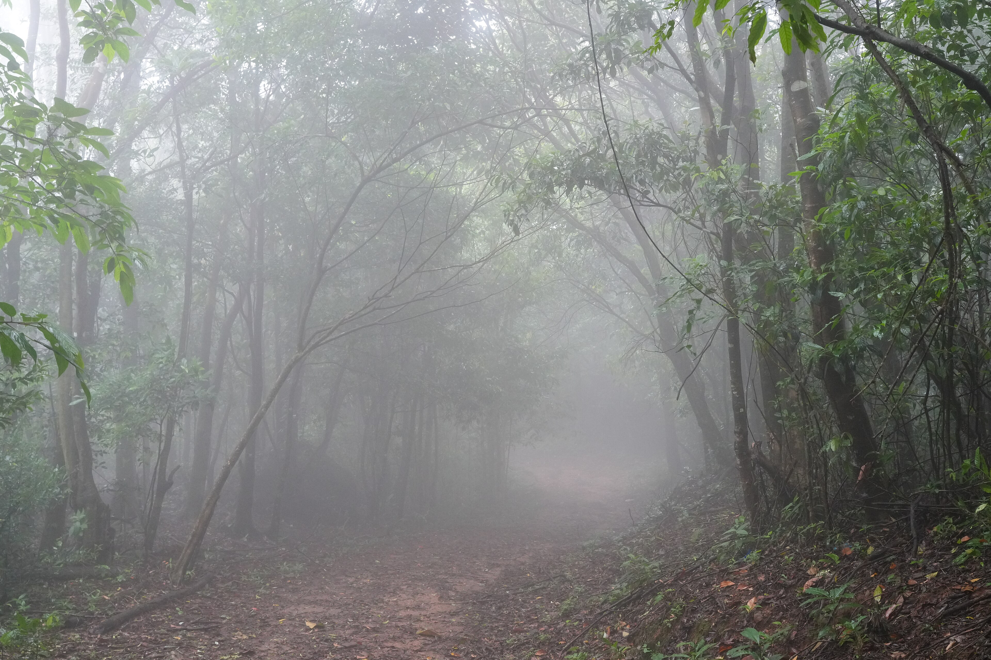Sentier en sous-bois sous brume matinale